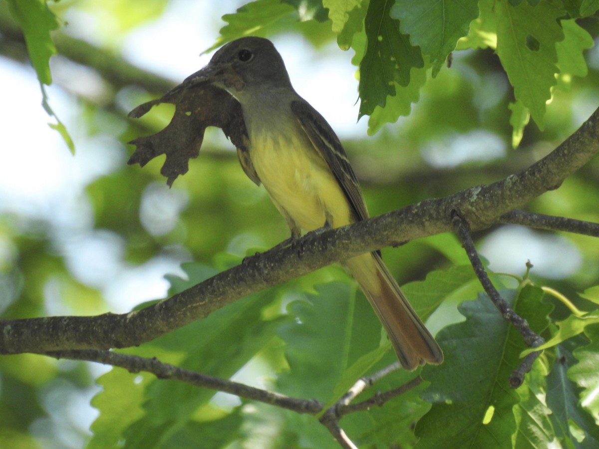 Great Crested Flycatcher - ML619445796
