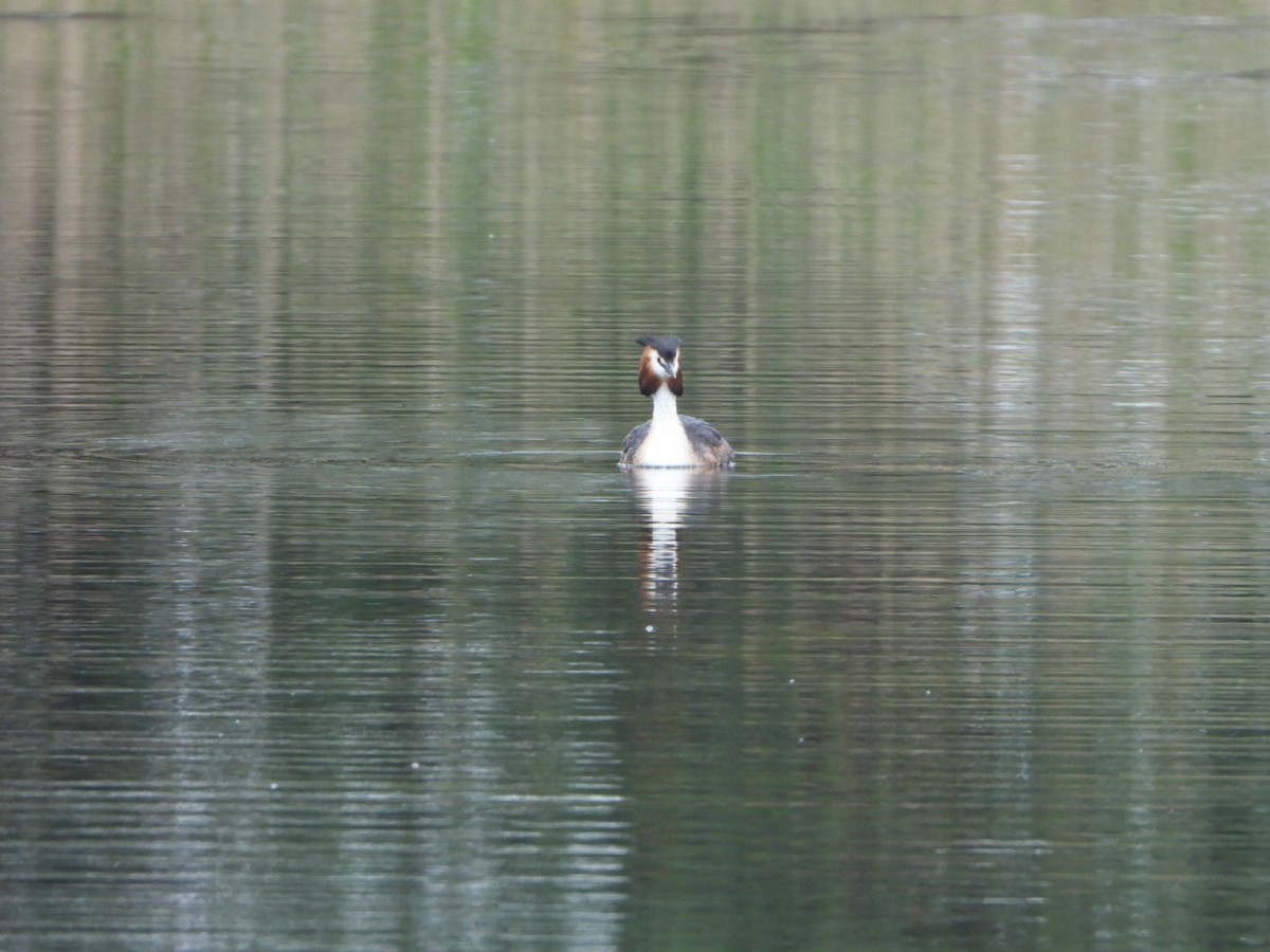 Great Crested Grebe - ML619445798