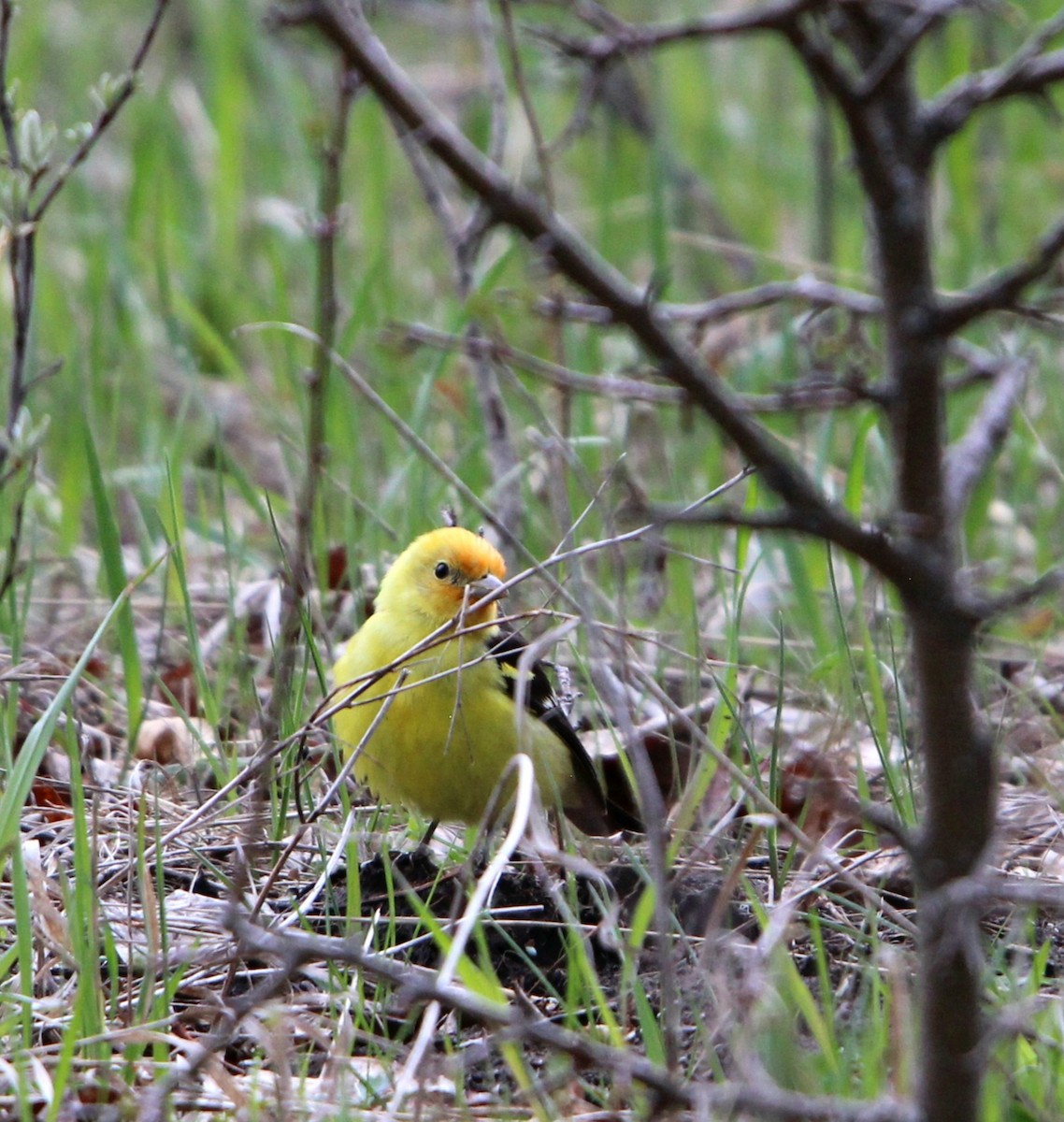 Western Tanager - ML619445884