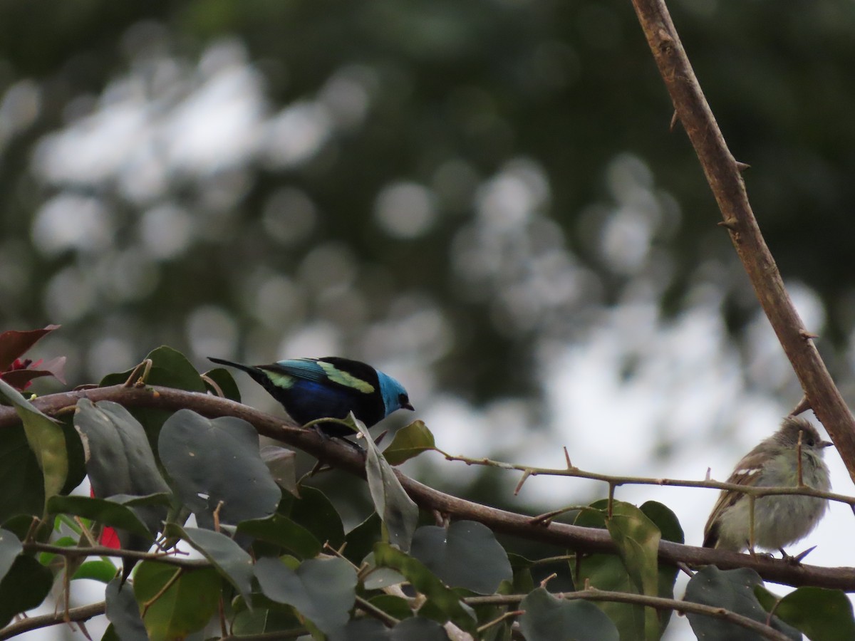 Blue-necked Tanager - ML619445918