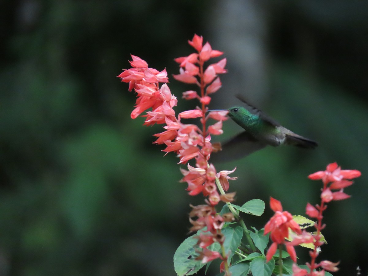 kolibřík zelenobřichý - ML619445930