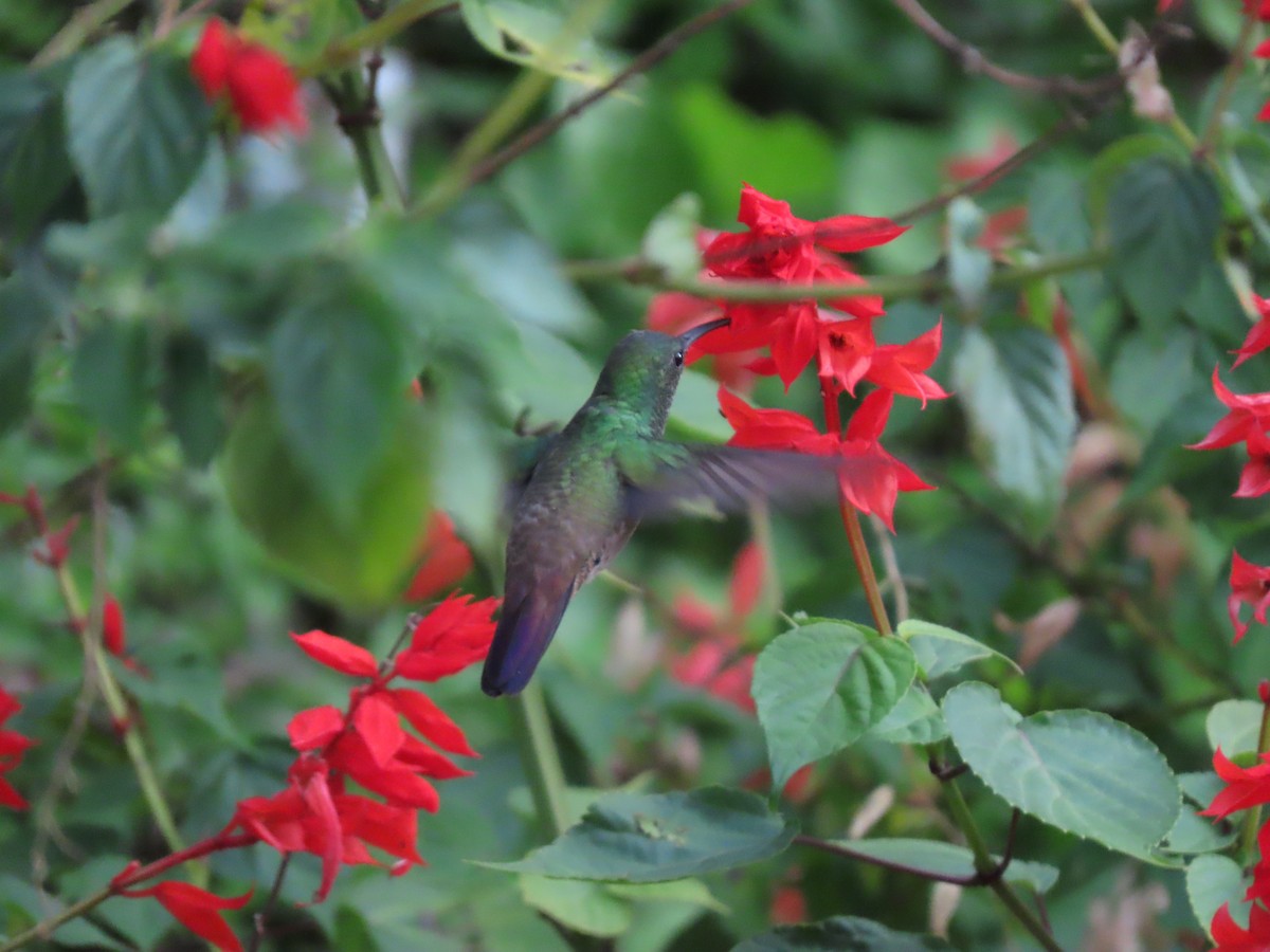 kolibřík zelenobřichý - ML619445932