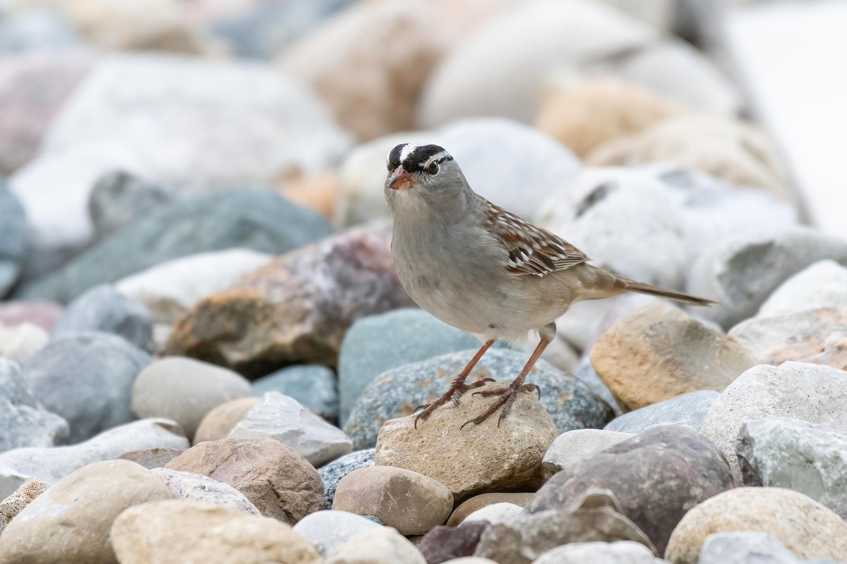 White-crowned Sparrow - ML619445946