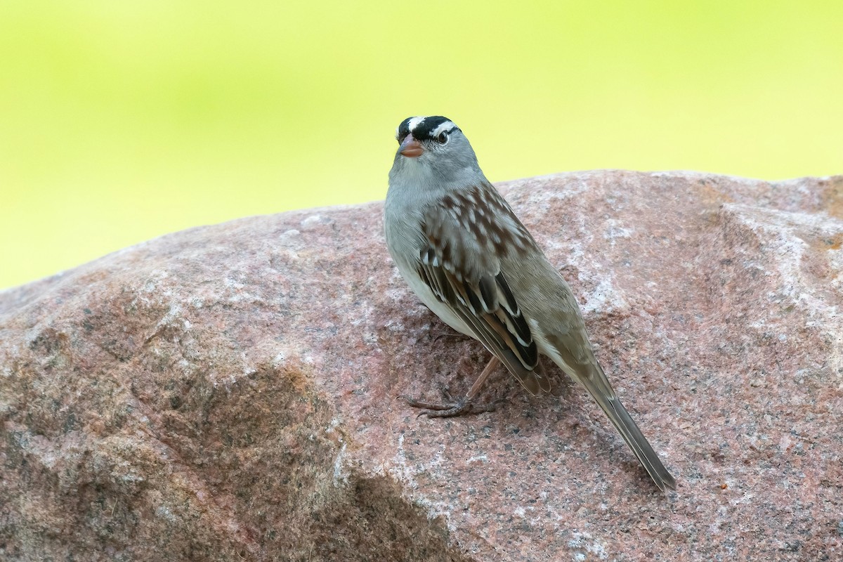 White-crowned Sparrow - ML619445947