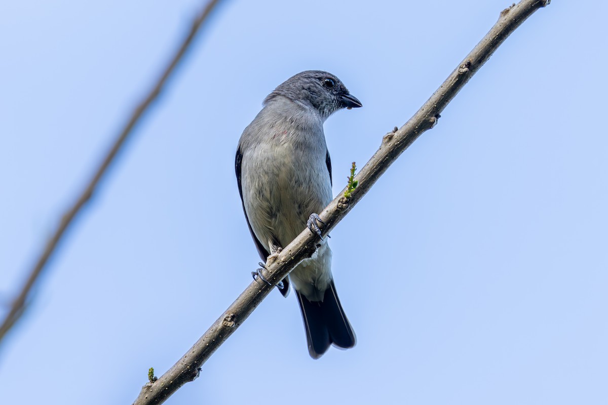 Plain-colored Tanager - ML619445953