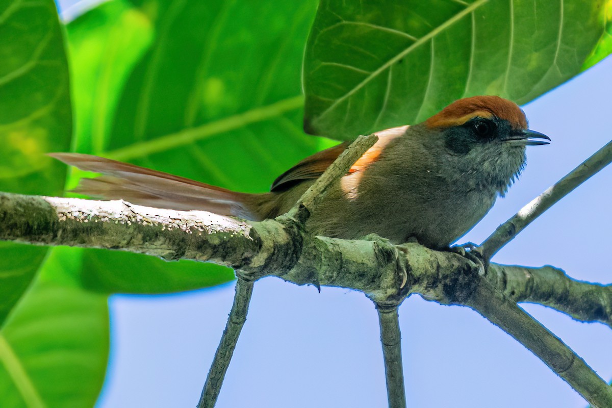 Rufous-capped Spinetail - ML619445960
