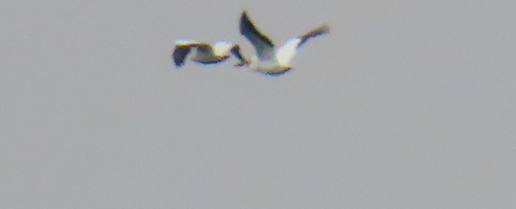 American White Pelican - ML619445989