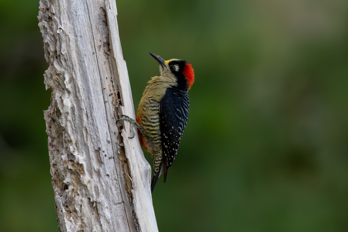 Black-cheeked Woodpecker - ML619445990