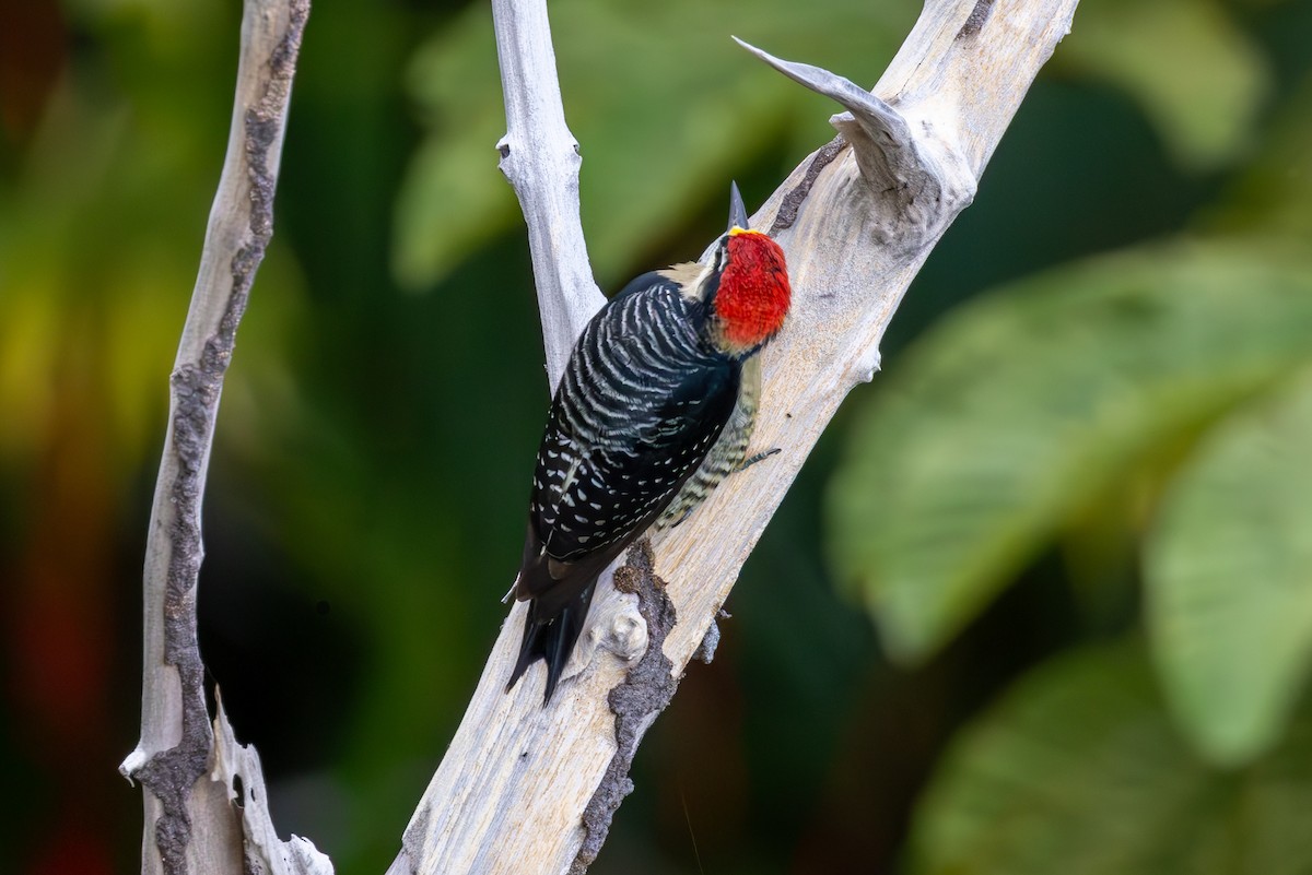 Black-cheeked Woodpecker - ML619445991