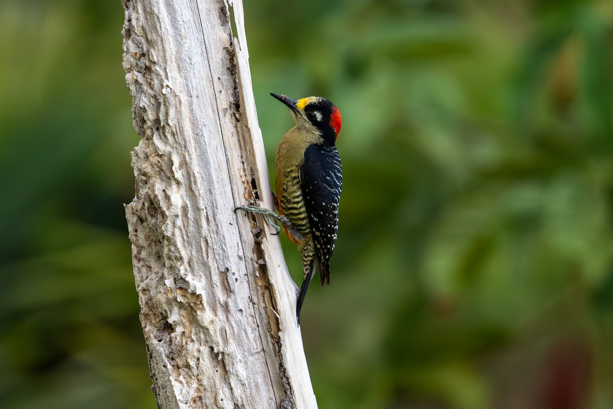 Black-cheeked Woodpecker - ML619445996