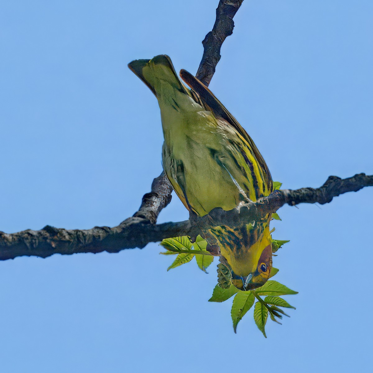 Cape May Warbler - ML619446050