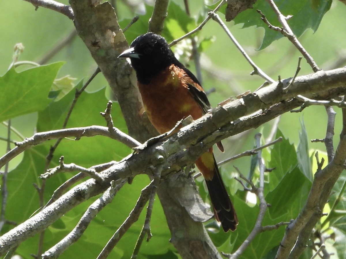 Orchard Oriole - ML619446080