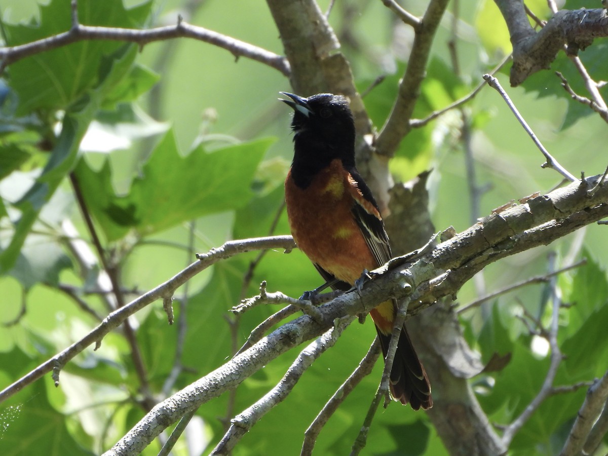 Orchard Oriole - ML619446082
