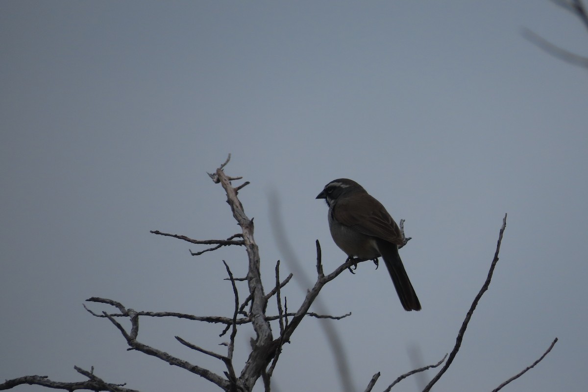 Black-throated Sparrow - ML619446090