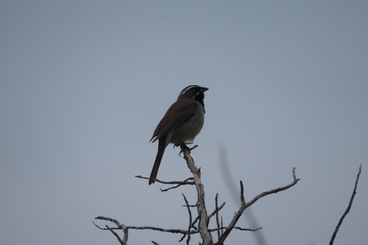 Black-throated Sparrow - ML619446096