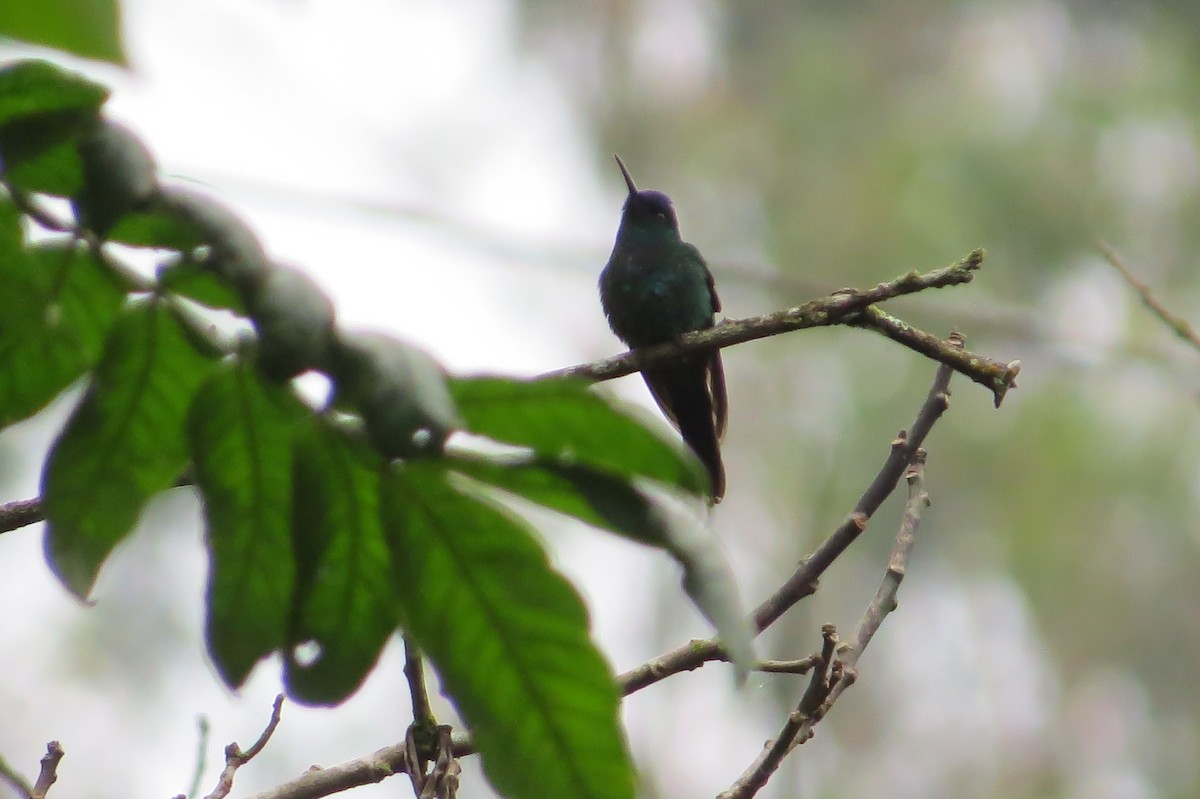 kolibřík fialovotemenný - ML619446133