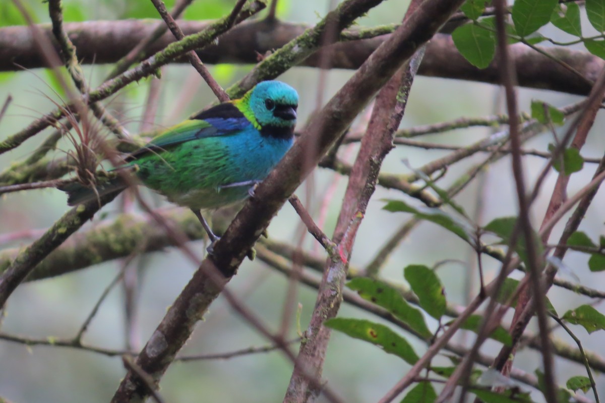 Green-headed Tanager - ML619446146