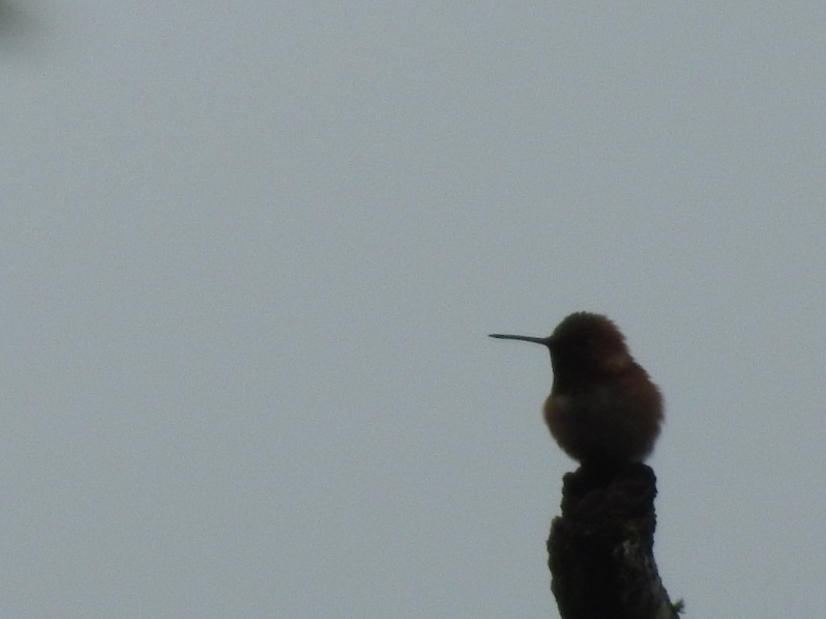 Rufous Hummingbird - ML619446156