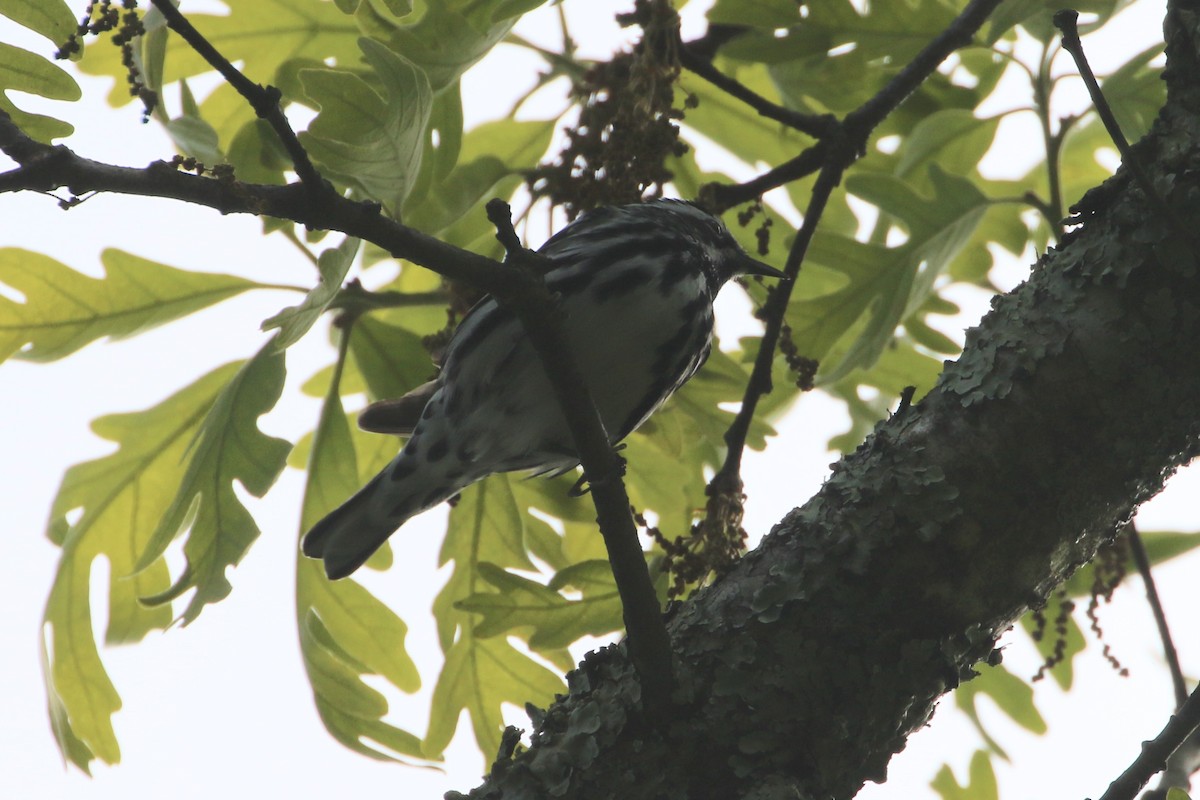 Black-and-white Warbler - ML619446158