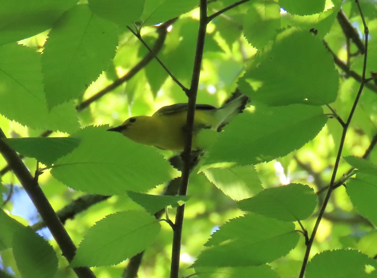 Prothonotary Warbler - ML619446160