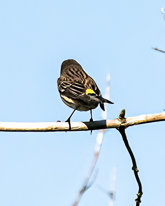 Yellow-rumped Warbler (Myrtle) - ML619446225