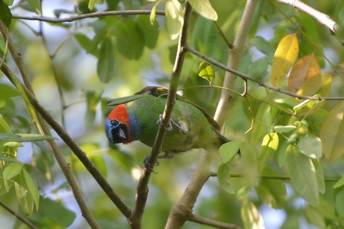Red-necked Tanager - ML619446232