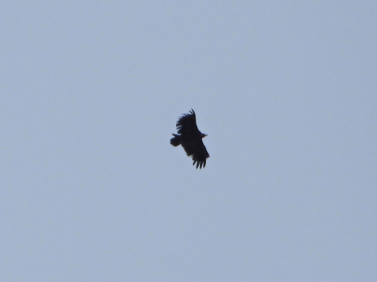Cinereous Vulture - ML619446249
