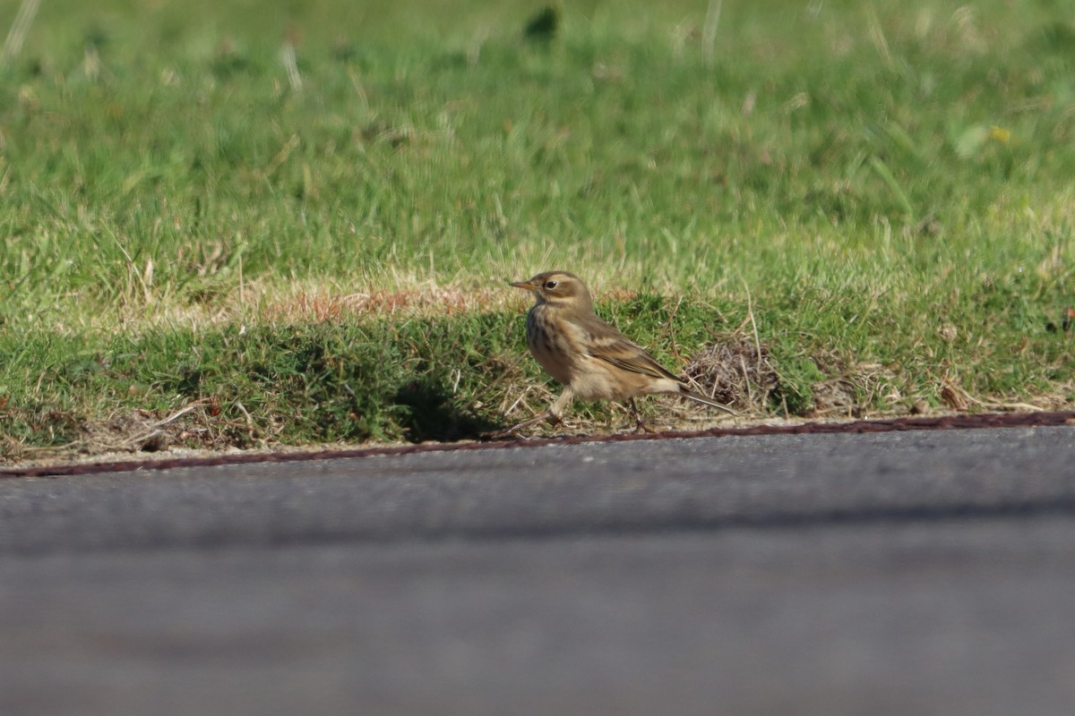 American Pipit (rubescens Group) - ML619446303