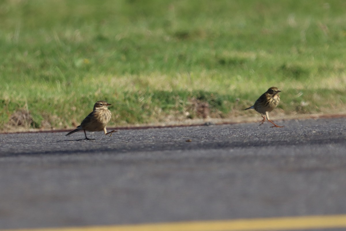 American Pipit (rubescens Group) - ML619446304