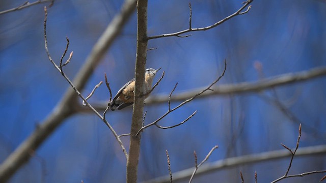 Red-breasted Nuthatch - ML619446319