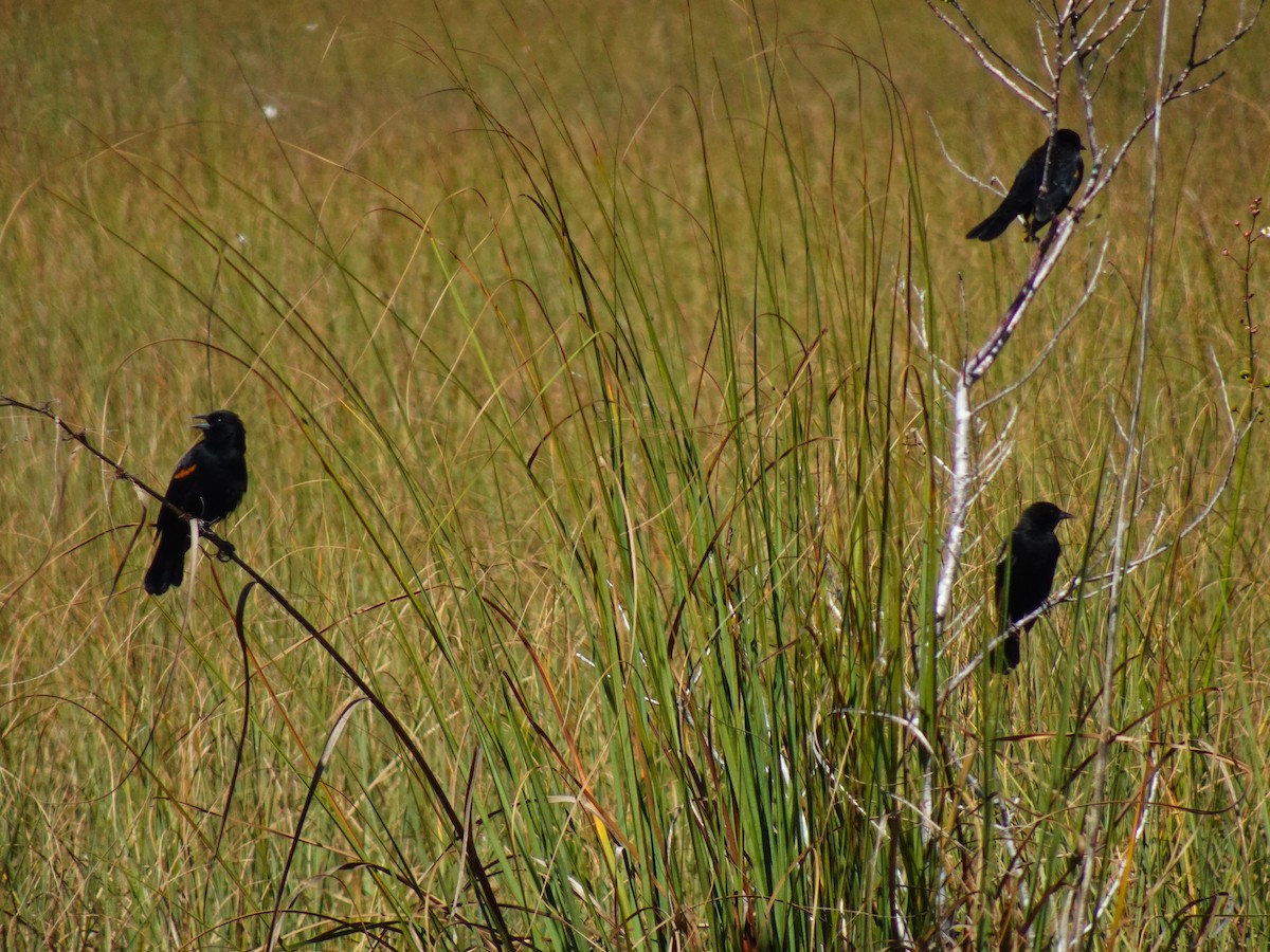 Red-winged Blackbird (Red-winged) - ML619446347