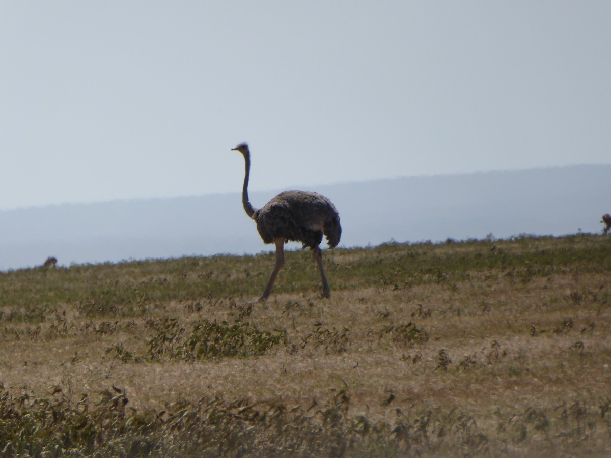 Common Ostrich - ML619446407