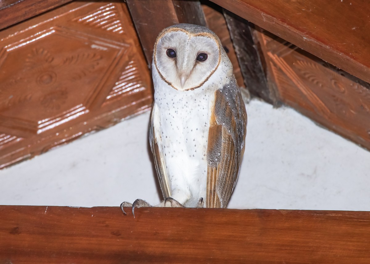 Barn Owl - ML619446409