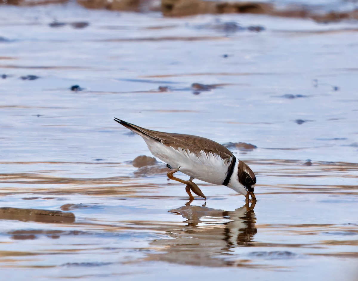 Semipalmated Plover - ML619446541