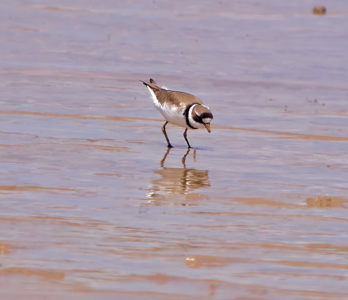 Semipalmated Plover - ML619446543