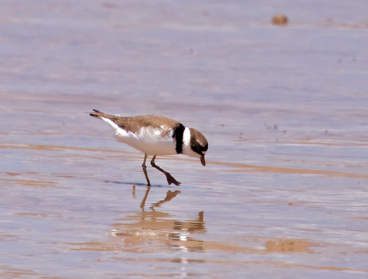 Semipalmated Plover - ML619446544