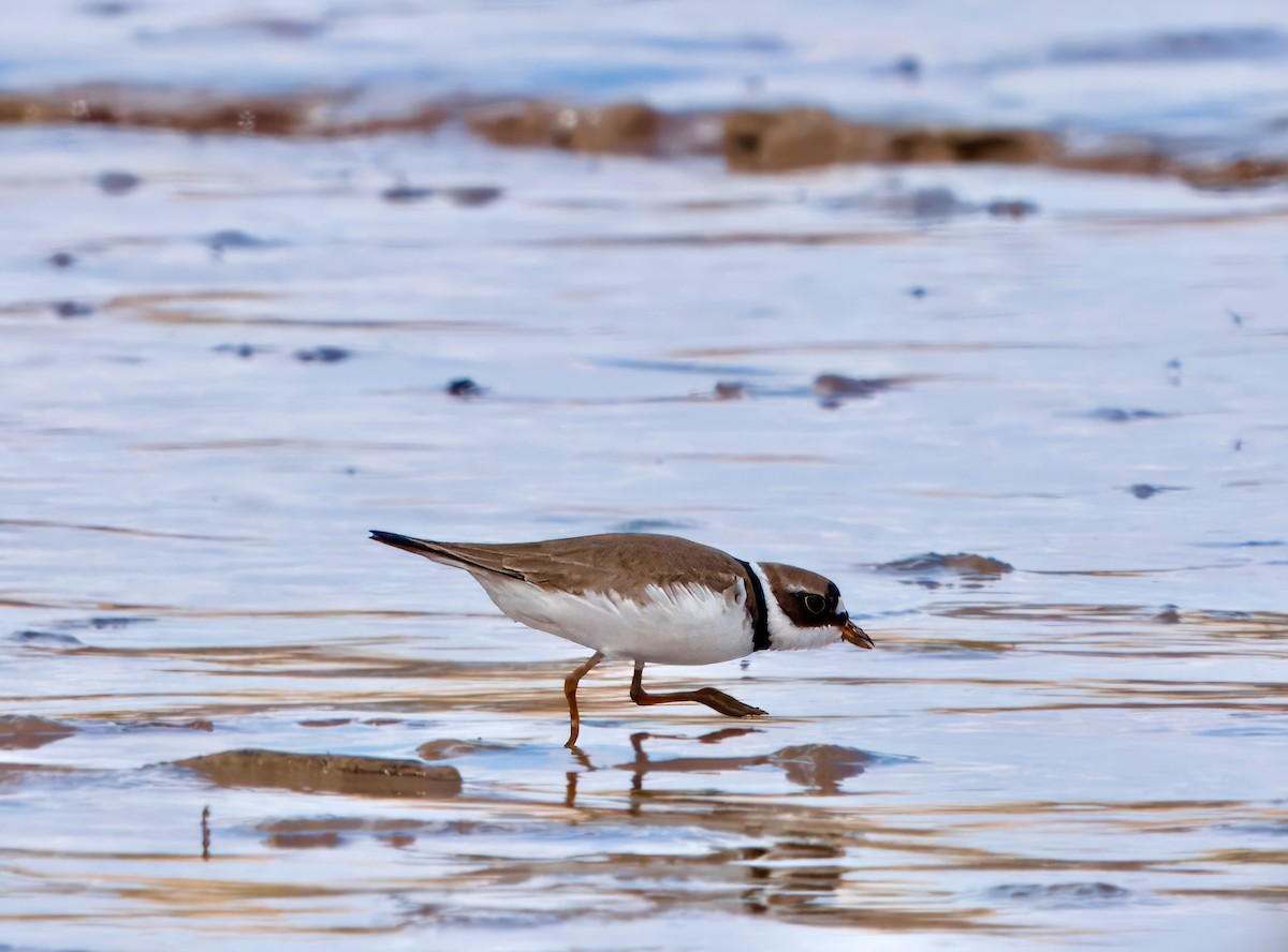 Semipalmated Plover - ML619446545