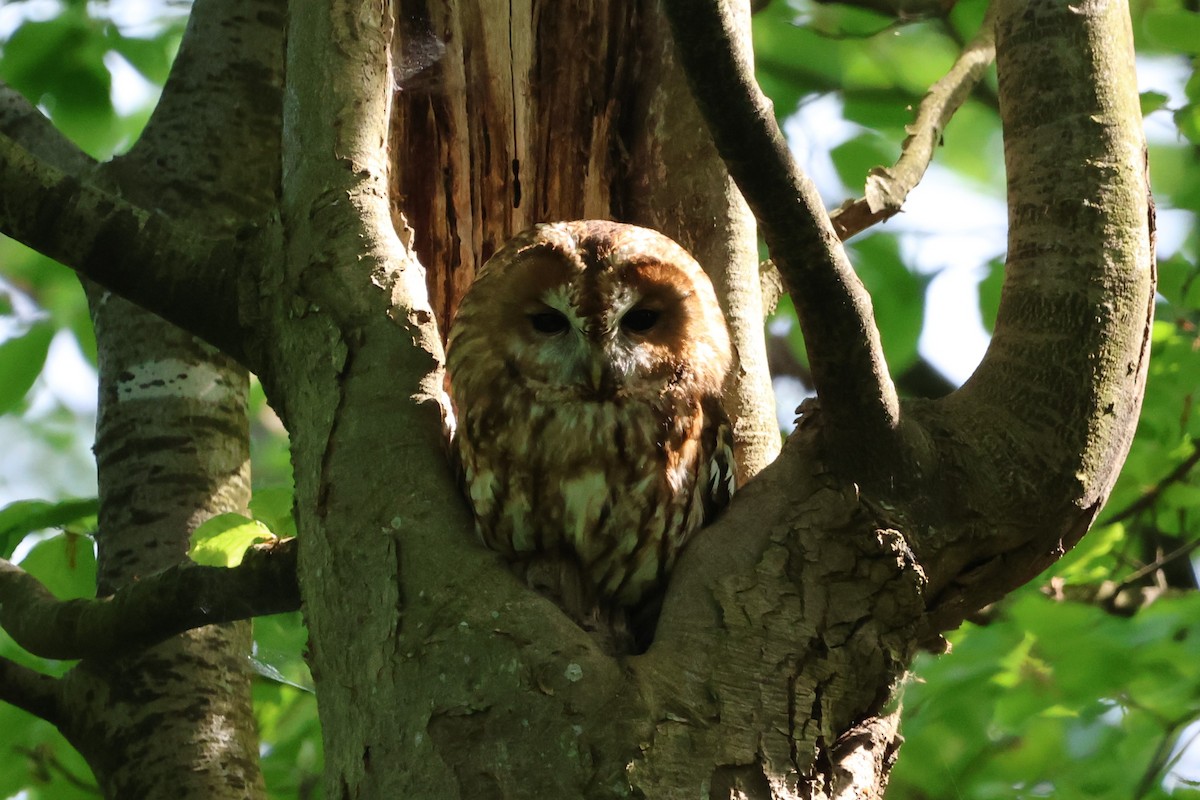 Tawny Owl - ML619446549