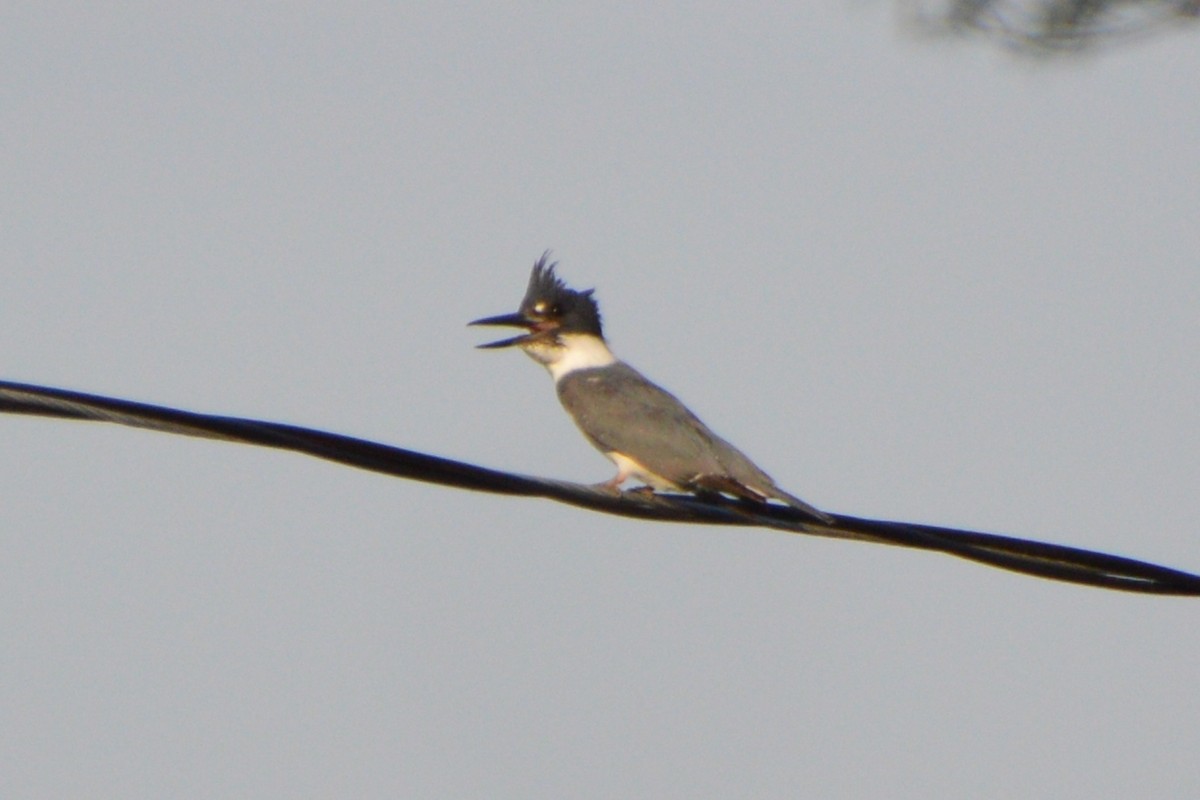 Belted Kingfisher - ML619446585
