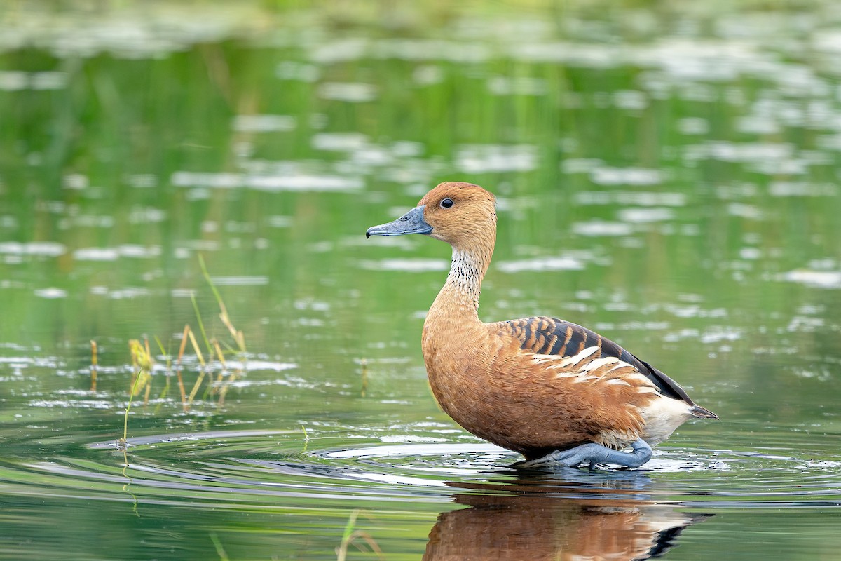 Fulvous Whistling-Duck - ML619446625