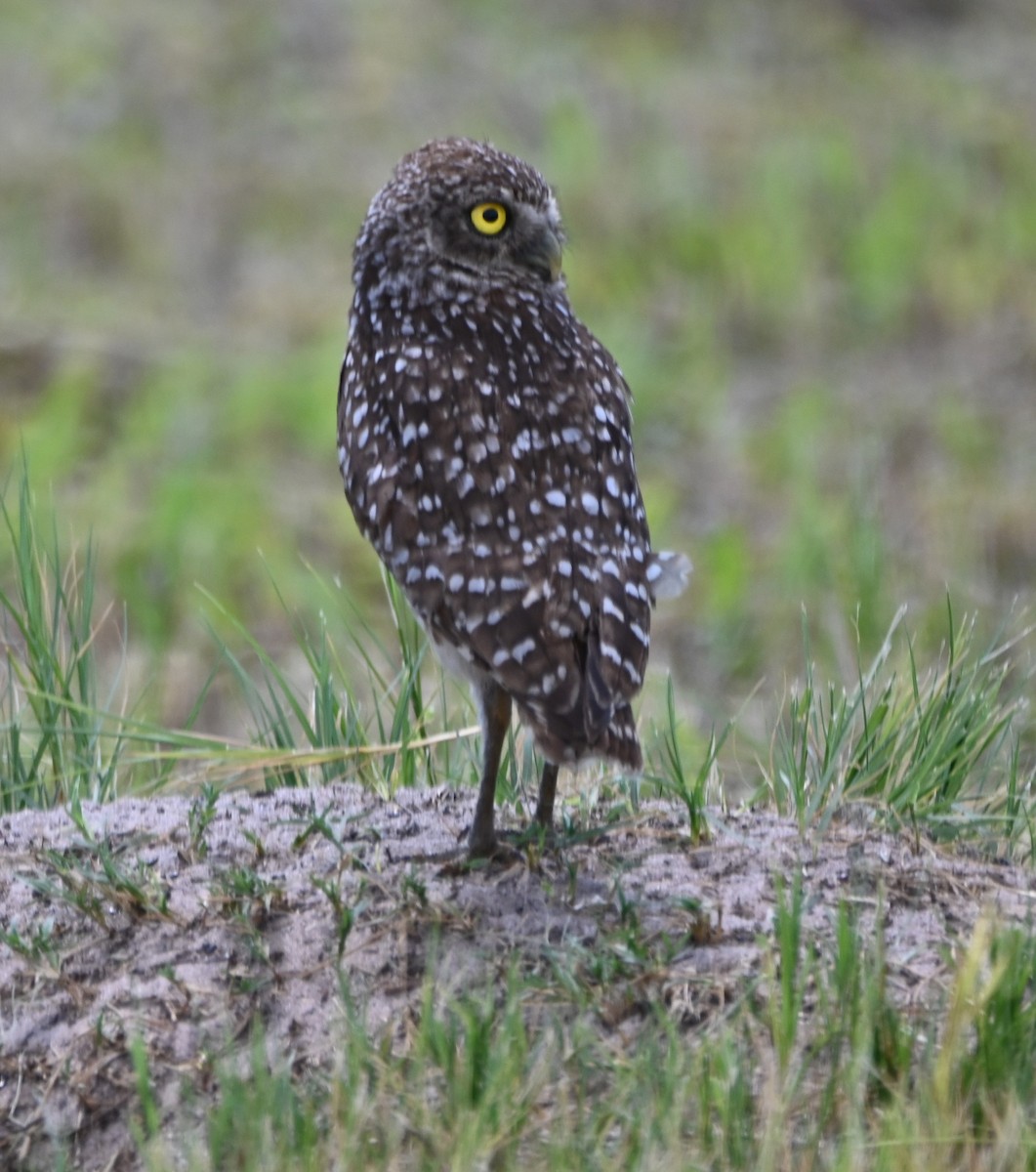 Burrowing Owl (Florida) - ML619446683