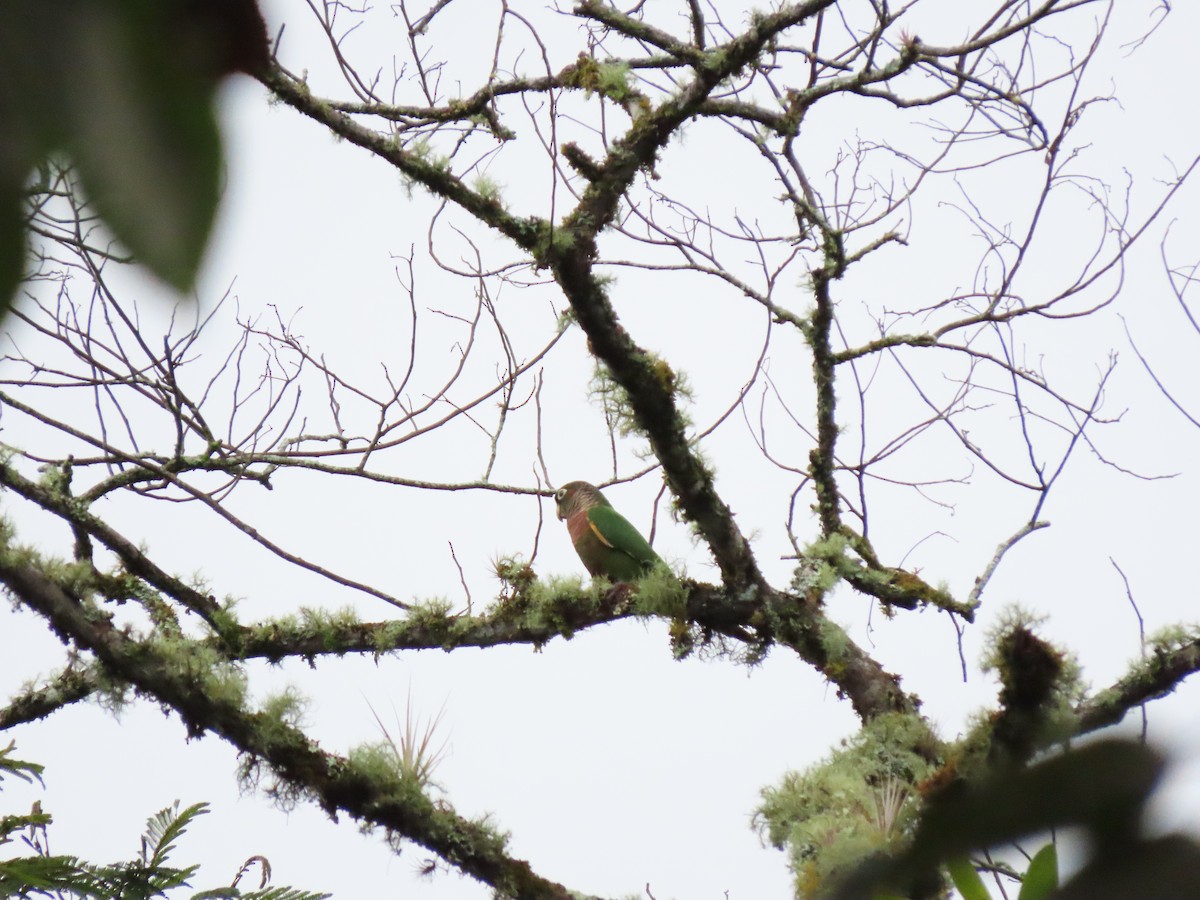 Brown-breasted Parakeet - ML619446710