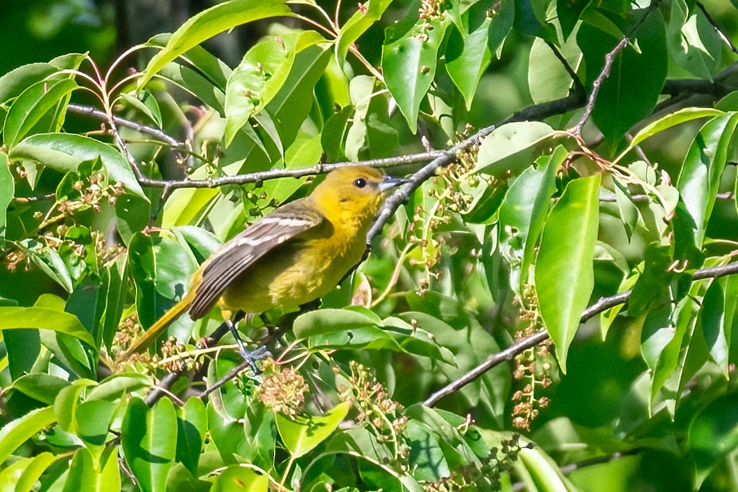 Orchard Oriole - ML619446736