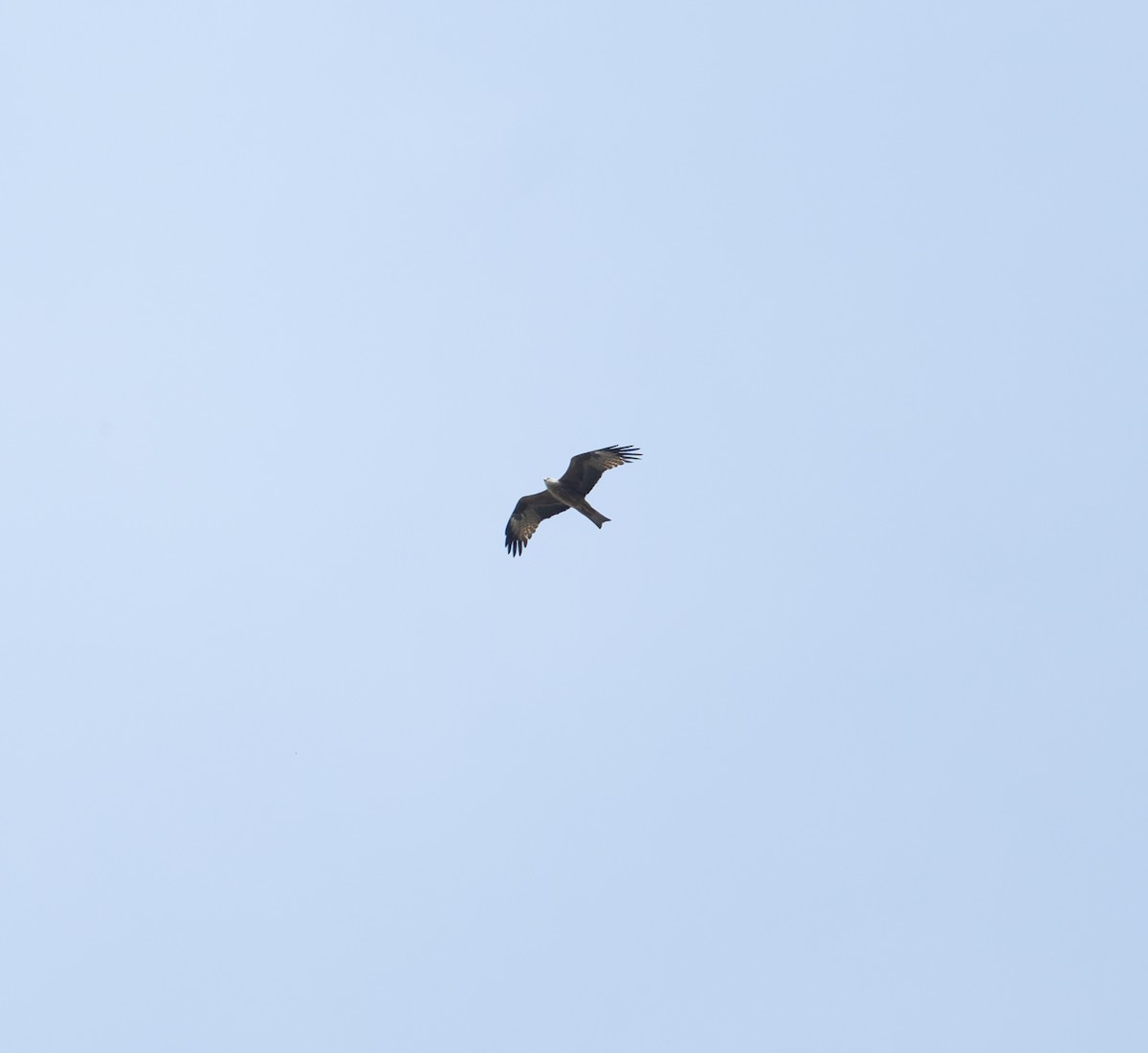 Black Kite (Black) - ML619446837