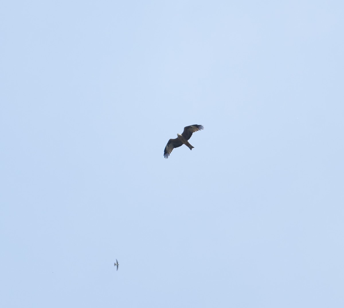 Black Kite (Black) - ML619446838