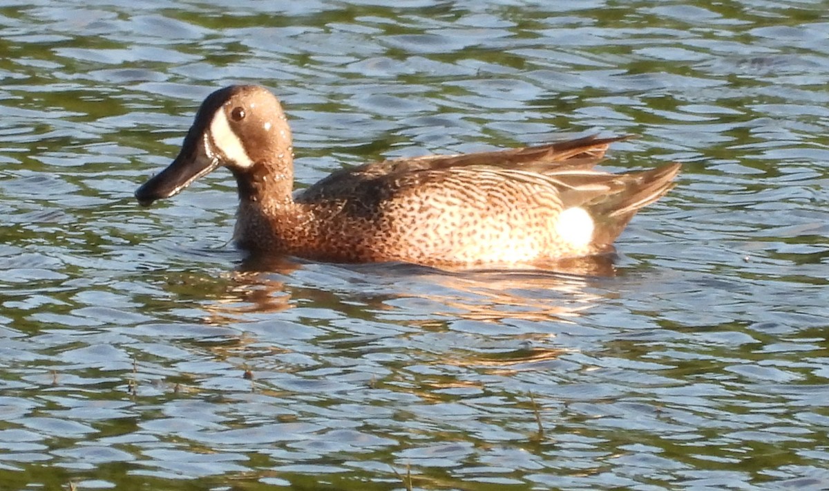 Blue-winged Teal - ML619446864