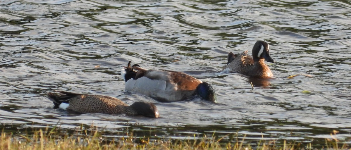 Blue-winged Teal - ML619446865