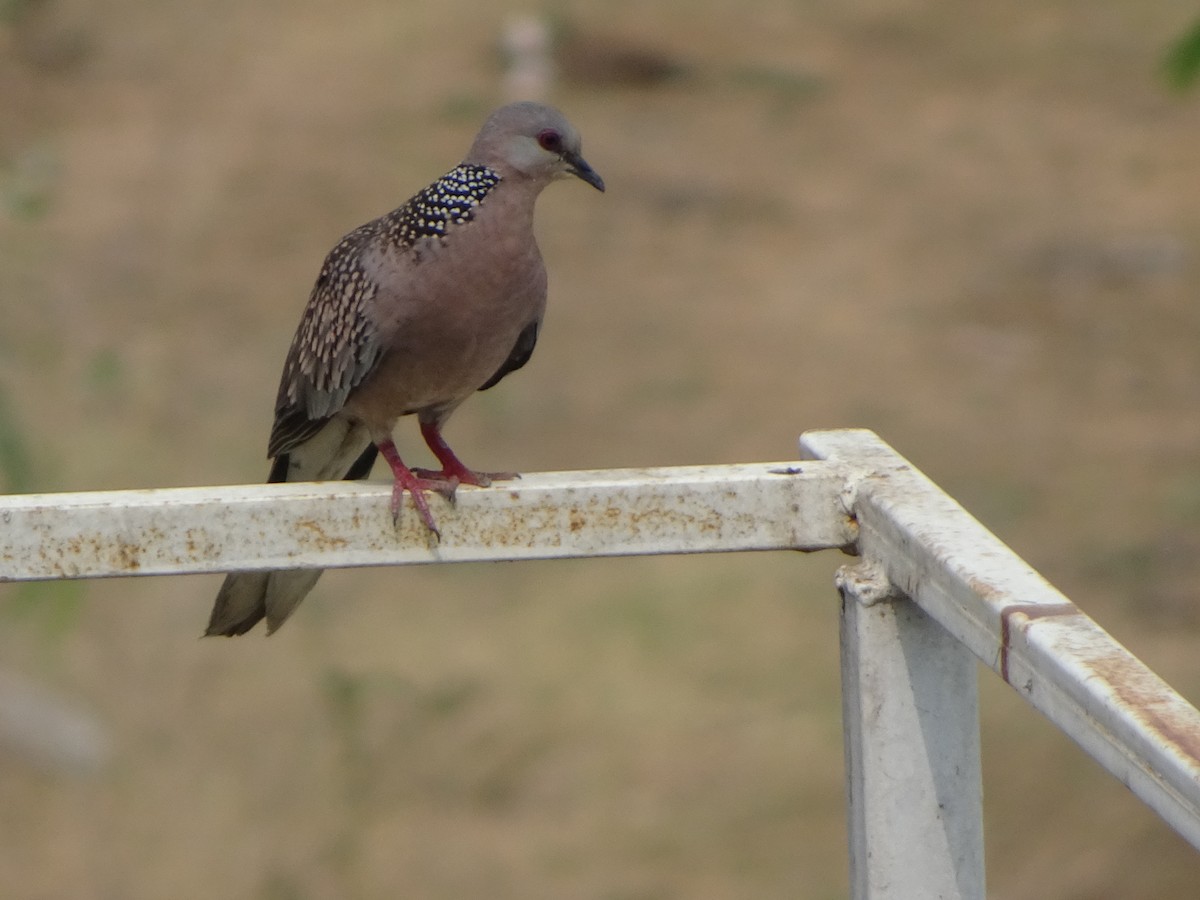 Spotted Dove - ML619446890