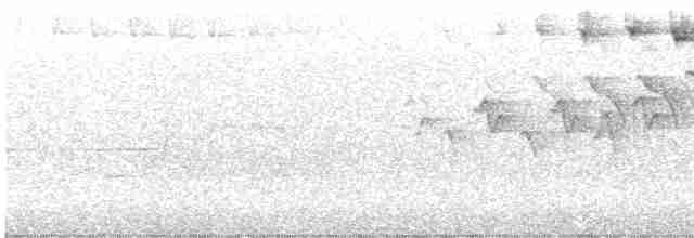 svarthetteparula - ML619446912