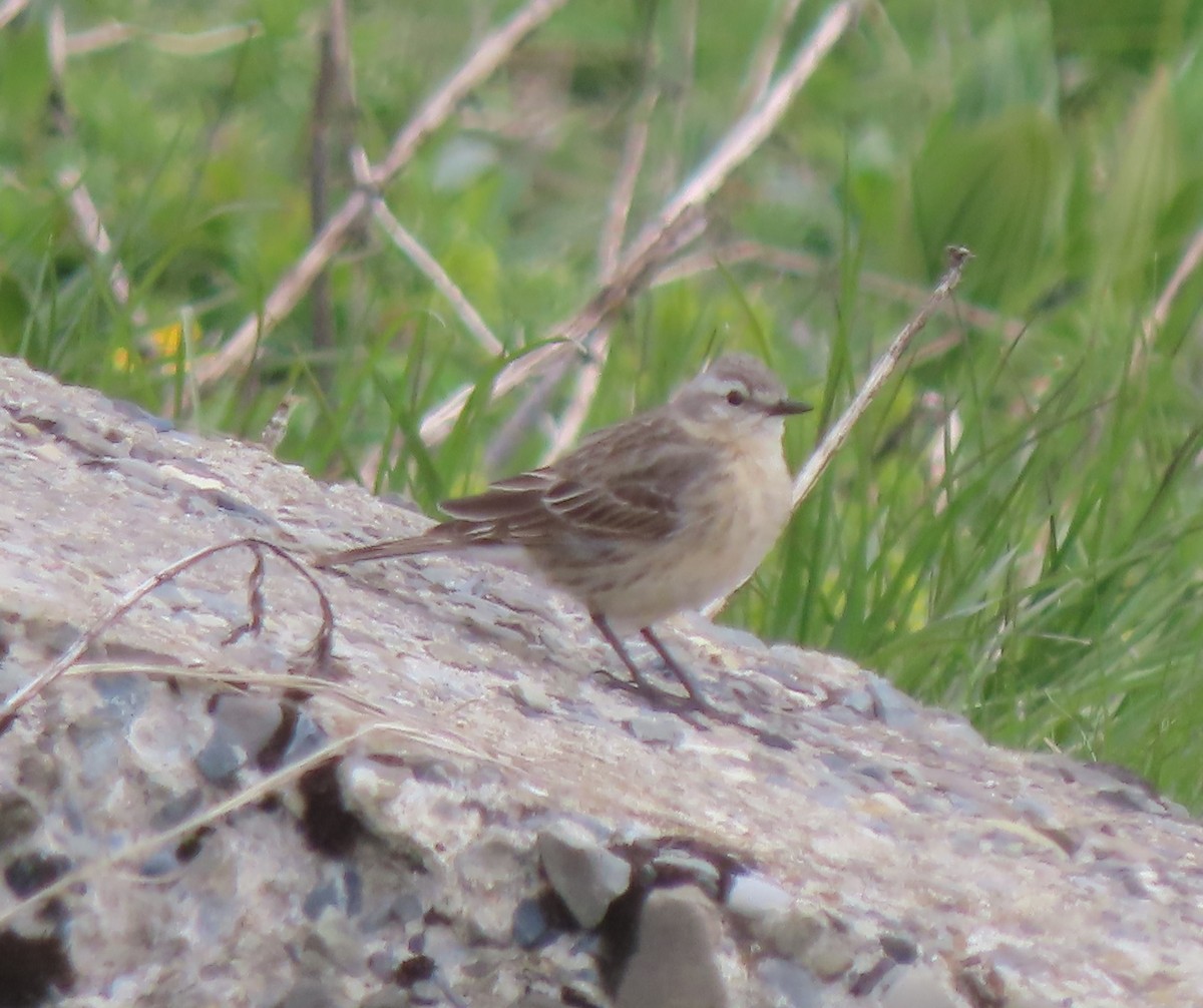 Whinchat - ML619446959